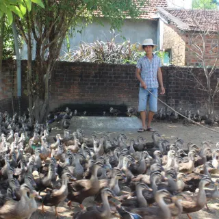 kinh nghiệm chăn nuôi vịt trời