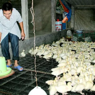 Một số thức ăn và tiêu chuẩn ăn của ngan
