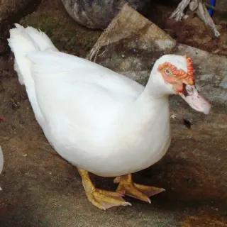 Đặc điểm chung của ngan