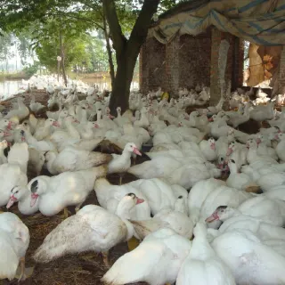 Kỹ thuật nuôi ngan hậu bị