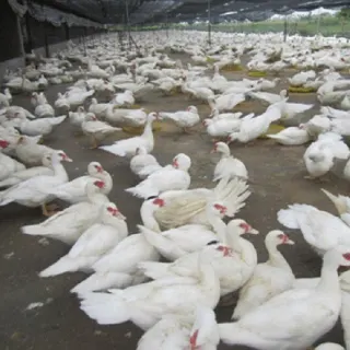 Kỹ thuật nuôi ngan trống