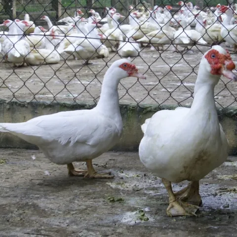 Kỹ thuật chăn nuôi ngan Pháp cho hiệu quả kinh tế cao
