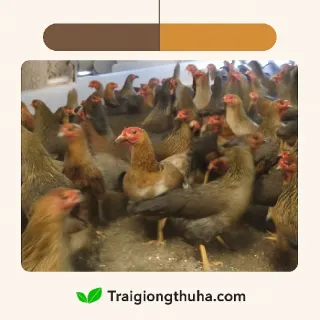Gà lông màu VBT1, hứa hẹn nhiều đặc tính ưu việt