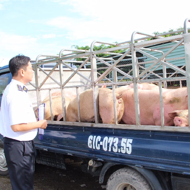Thương lái Trung Quốc ‘lật kèo’, người nuôi lợn lao đao