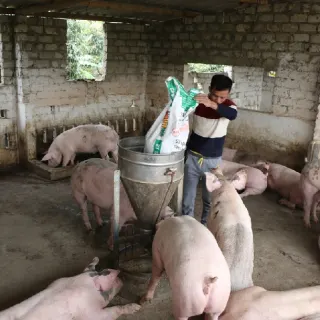 Các dạng thức ăn thường dùng cho lợn