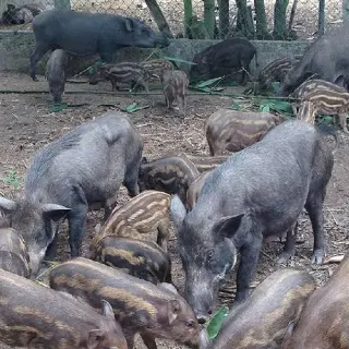 Thức ăn nuôi heo rừng lai