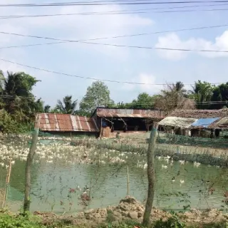 Dinh dưỡng trong chăn nuôi gia cầm
