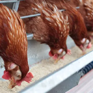 Thức ăn chăn nuôi cho gà sinh sản
