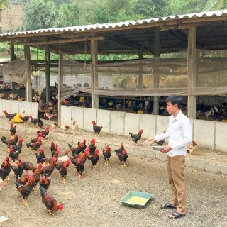 Các yếu tố ảnh hưởng đến tiêu thụ thức ăn trong chăn nuôi gà