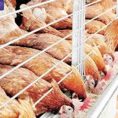 Biểu hiện thiếu dinh dưỡng ở gà