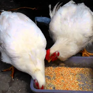 Cung cấp gà công nghiệp mỹ