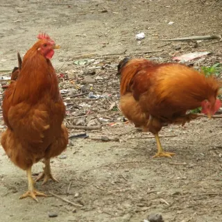 Gà tam hoàng