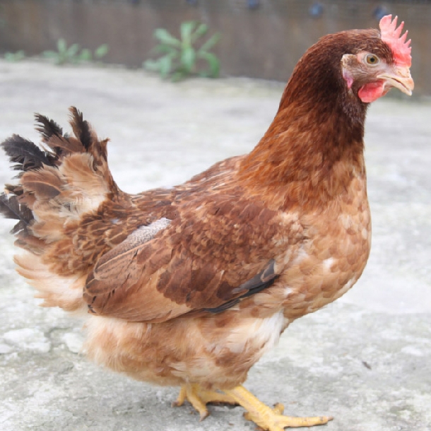 Cách phòng ngừa và loại bỏ tật ăn trứng cho gà mái