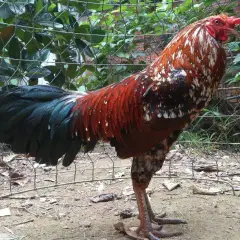 Kinh nghiệm chọn được giống gà đá tốt