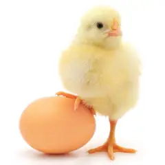 Hướng dẫn cách chọn gà giống tốt nhất