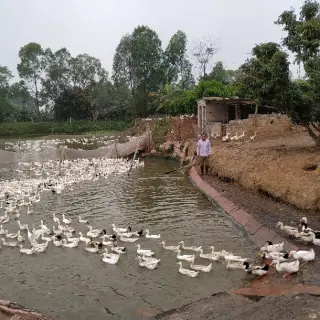 Giải pháp duy trì khả năng sinh sản của gia cầm khi thời tiết chuyển mùa
