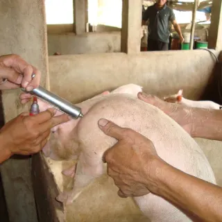 Tăng cường công tác tiêm vắc xin phòng bệnh cho gia súc vụ thu đông