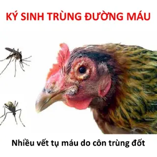 Phòng và trị bệnh ký sinh trùng đường máu ở gà