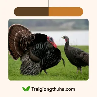 Kỹ thuật chăn nuôi gà tây Huba thịt