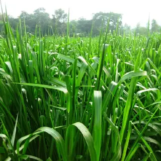 Kỹ thuật trồng một số loại cây làm thức ăn cho gia súc