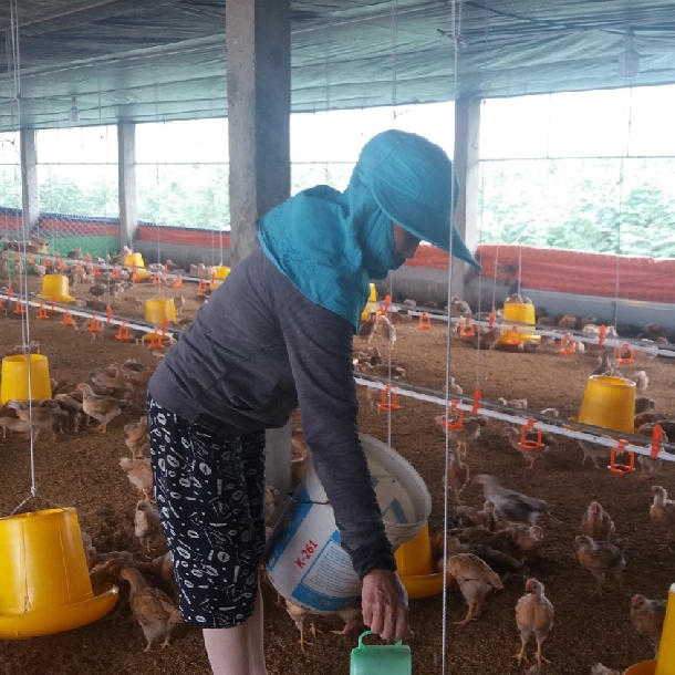 Trang trại nuôi gà khép kín có một không hai ở Quảng Ngãi lãi 1 tỷ đồngnăm