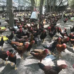Làm giàu từ nuôi gà ta thả vườn