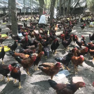 Làm giàu từ nuôi gà ta thả vườn