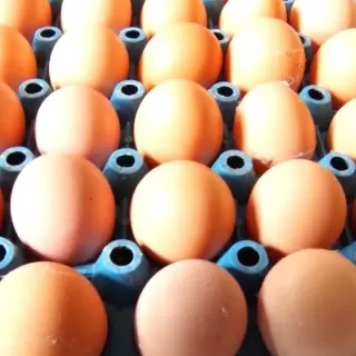 Làm giàu từ nuôi gà ta lấy trứng