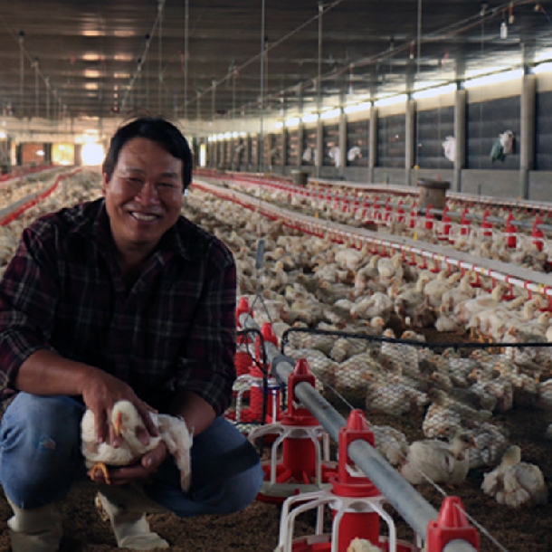 Một số mô hình chăn nuôi gà hiệu quả ở Việt Nam