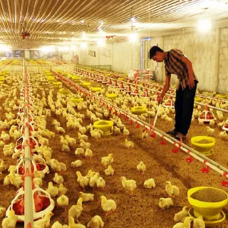 Nuôi gà ở trong nhà máy lạnh ở Lâm Đồng
