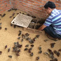 Mô hình trang trại nuôi gà siêu trứng hiệu quả cao