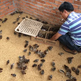 Mô hình trang trại nuôi gà siêu trứng hiệu quả cao