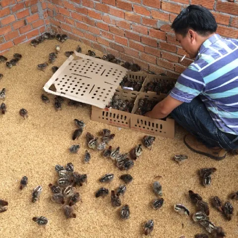 Mô hình trang trại nuôi gà siêu trứng hiệu quả cao