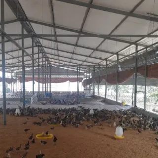 Mô hình chăn nuôi gà bán công nghiệp đạt hiệu quả cao