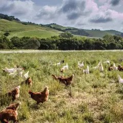 Mô hình làm giàu từ nuôi gà chạy bộ