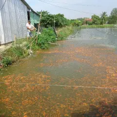 Mô hình trang trại V.A.C (vườn – ao chuồng) 