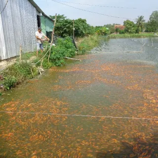 Mô hình trang trại V.A.C (vườn – ao chuồng) 