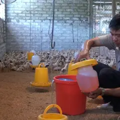 Kinh nghiệm làm mát gia súc, gia cầm trong những ngày nắng nóng