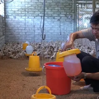 Kinh nghiệm làm mát gia súc, gia cầm trong những ngày nắng nóng