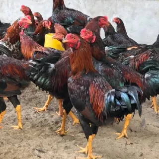 Gà ri Ninh Hòa (Gà ta Phùng dầu sơn)