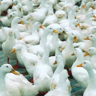Vịt bơ - Vịt supper- Vịt siêu thịt