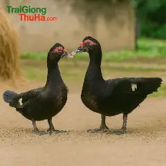 Ngan đen - Ngan trâu