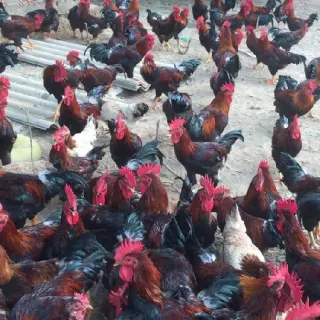 Cung cấp gà mía thuần chủng