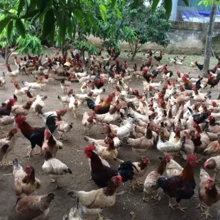 Gà mía thuần