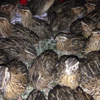 Cung cấp chim cút giống