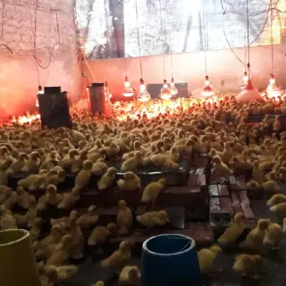 Vịt Bầu cánh trắng (vịt khoang)