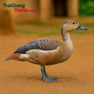 Vịt trời mỏ chì