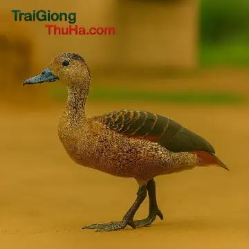 Vịt trời mỏ chì