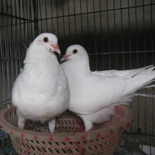 Chim bồ câu pháp giống chuẩn