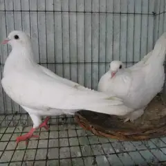 Cung cấp chim bồ câu pháp